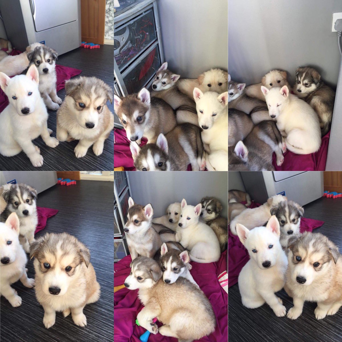 tiegsssb's tweet photo. Omggg my doggo produces the most beautiful babies😻😻😻 https://t.co/0MmObiZ1oJ