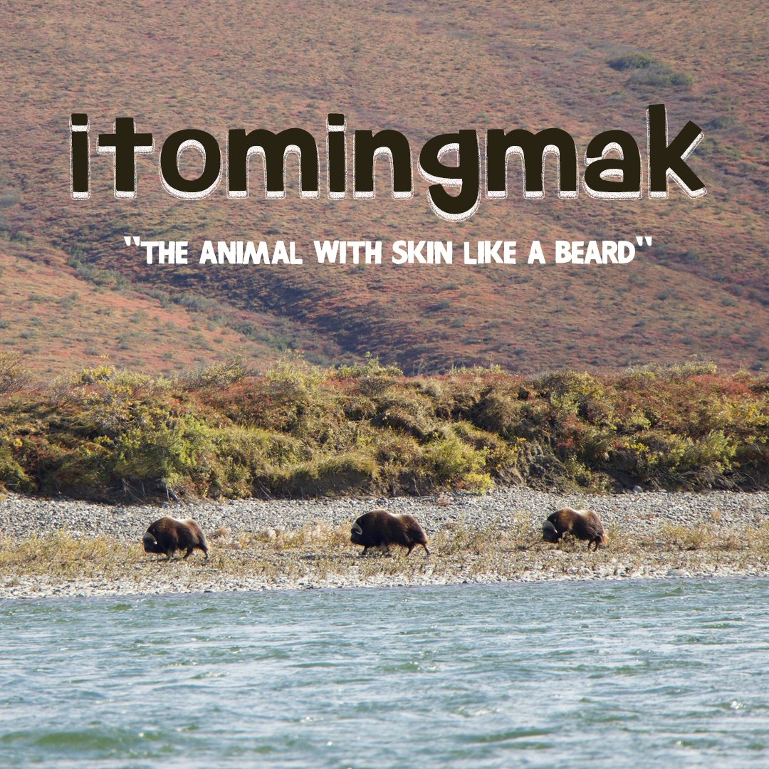 TinyLakeNeat's tweet photo. Today's #PostforaPark is for #NoatakNationalPreserve @NatlParkService in #Alaska. Do you know what the Inupiaq speakers are talking about when they mention the itomingmak? Is this the #Hipster spirit animal? #FindYourPark #OptOutside #Nature #language #TinyLakeNeat https://t.co/c9NI9FK70j