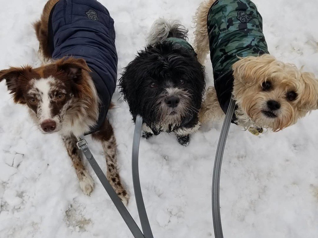 pupsofanarchy's tweet photo. Expressions of snow fights! #pupsofanarchy #pupsofinstagram #dogservices #dogsofinstagram #dogwalking #dogboarding #torontodogwalker #torontopooch #picturepawfect #torontodogwalks #joinourcrew #thesix #cutedogs #doglife #lovetoronto #capturetoday #yourst… https://t.co/a87xohOV85 https://t.co/mdE7dhXWWc
