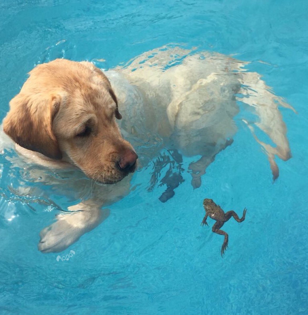 dog_rates's tweet image. Meet Max. He’s taking his first swim lesson. Bit of a language barrier between teacher and student, otherwise it’s going well. Both 13/10