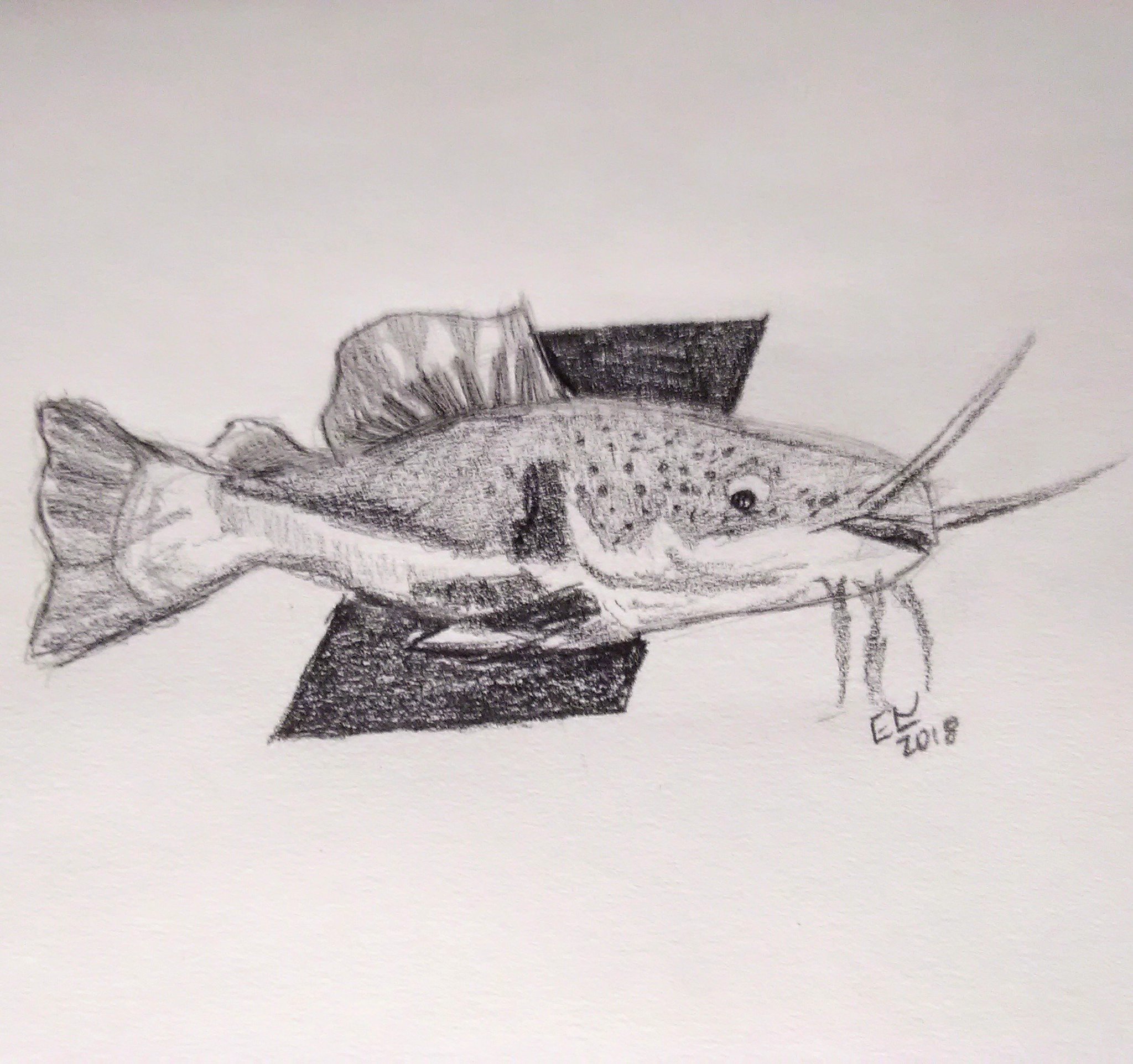 Ethan on X: Red tail catfish #EthanSketches #DailySketch #Sketch #Sketching  #Sketchbook #draw #drawing #art #artist #MondayMotivation #fish #aquarium  #cute #fishing #Catfish #redtailcatfish  / X