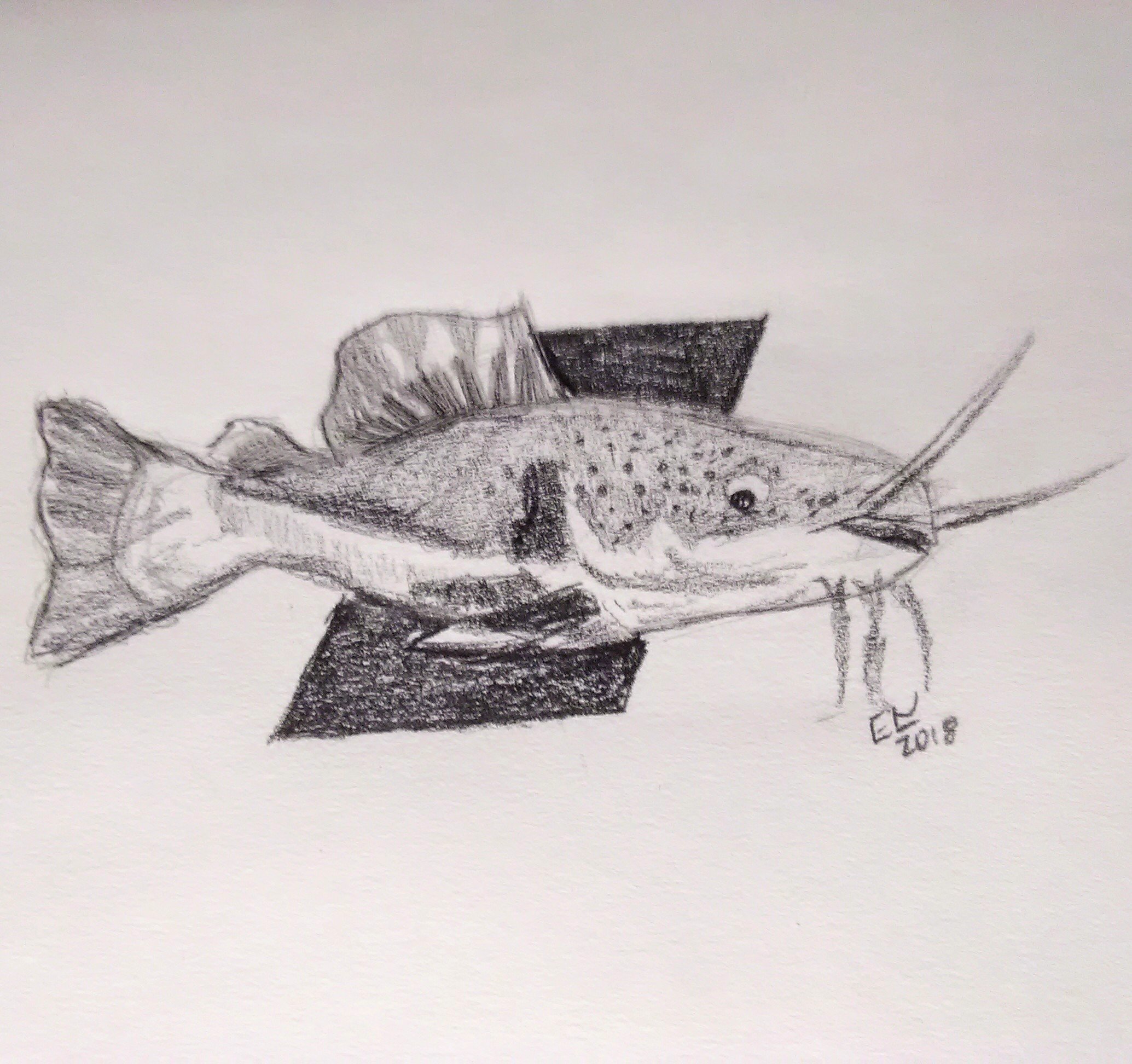 Ethan 🇺🇸🇺🇦 on X: Red tail catfish #EthanSketches #DailySketch #Sketch  #Sketching #Sketchbook #draw #drawing #art #artist #MondayMotivation #fish  #aquarium #cute #fishing #Catfish #redtailcatfish   / X