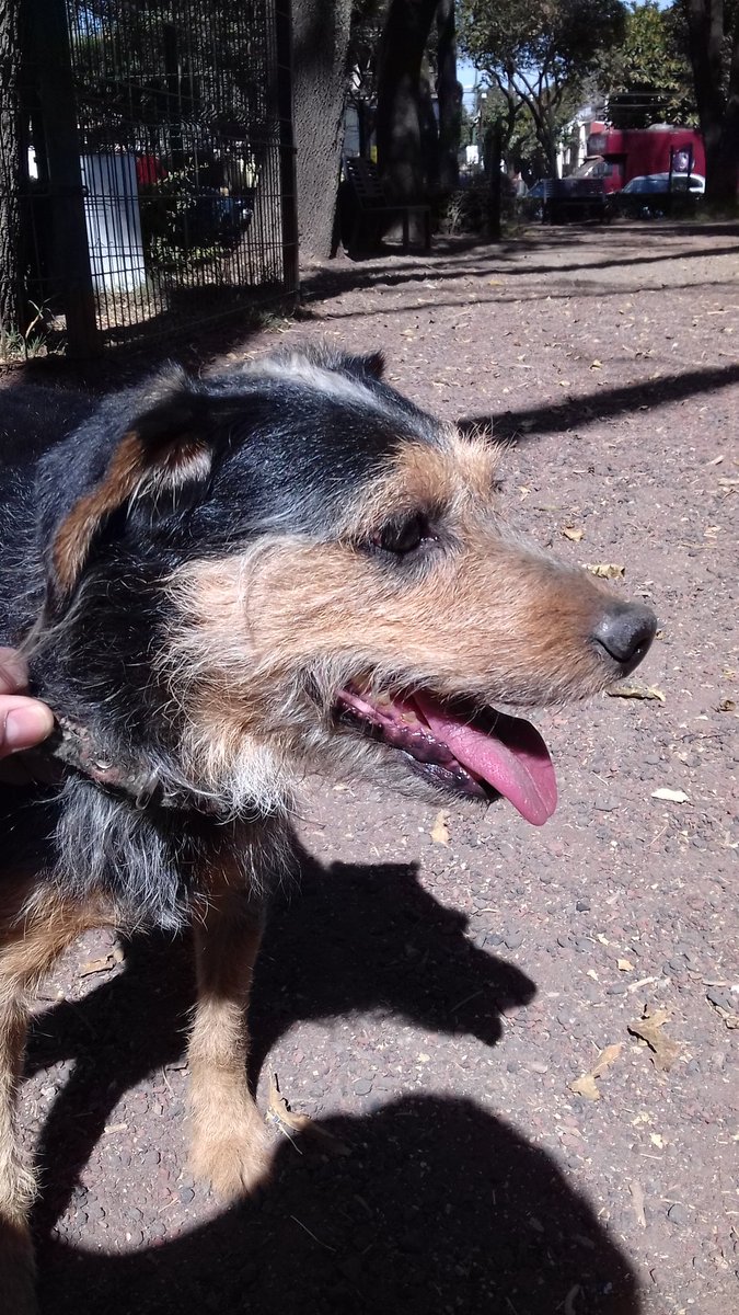 VetCenterMx's tweet photo. URGENTE! Encontrado este pequeñito sin placa ni correa en #ParquedelosVenados, desgraciadamnte como nadie se lo pudo llevar se quedó en el corral... ahi sigue, ayúdenos!... pf RT https://t.co/kmw4EmoyoA