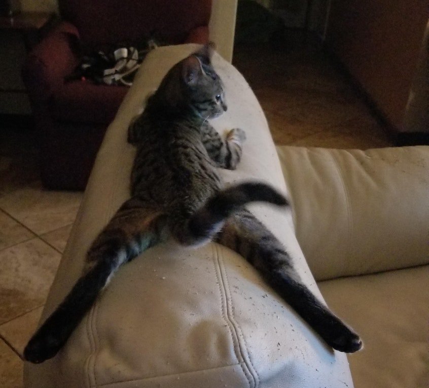 TheCatnipTimes's tweet photo. A lesson in cat-frogging.
๐ธ :derekfizz
#catfrog #cats #thecatniptimes #catsoftwitter https://t.co/UjD0w1oVFB