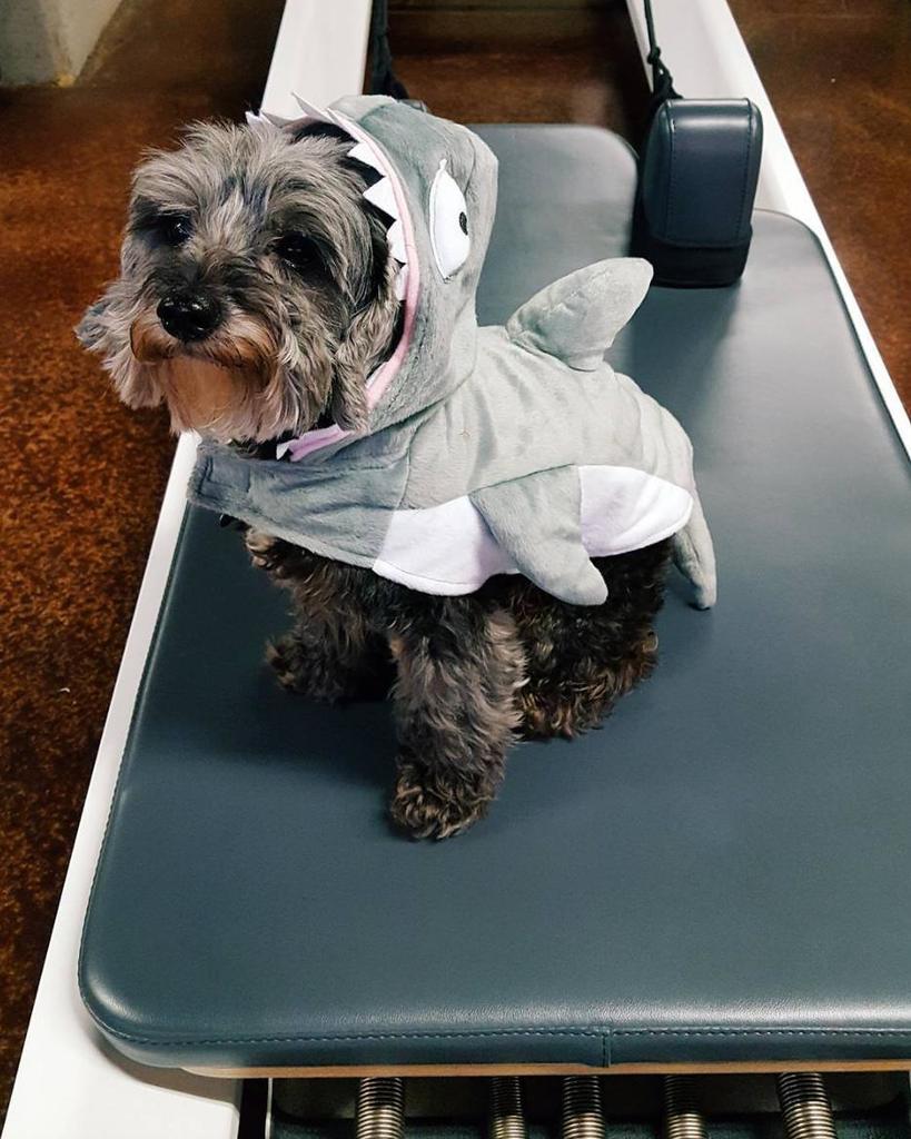 MoveActive's tweet image. The reformer is much easier when you have a Pilates Pup to keep you company! @simply_balanced_nashville ift.tt/2FcHRsC