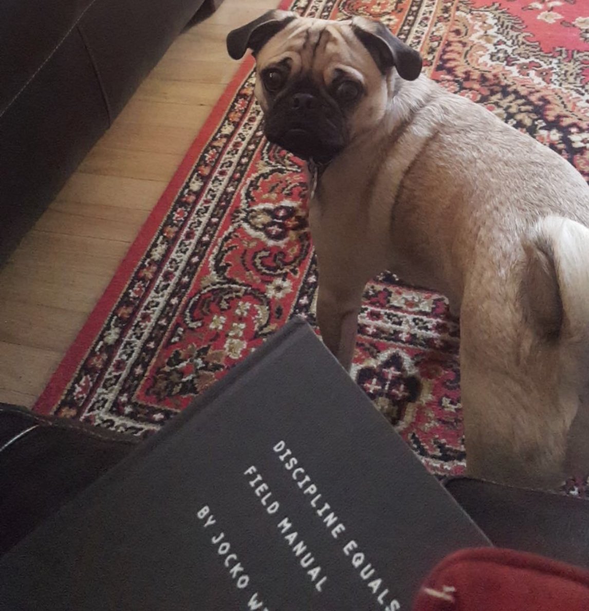 daniellemenona's tweet photo. @jockowillink even the pug wants in! #DisciplineEqualsFreedom #HappyNewYear https://t.co/Pm26fbBtSi