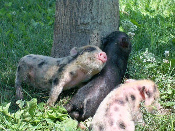 Daily_Pigs tweet picture