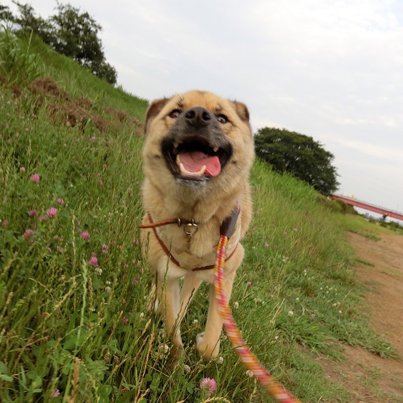 ちゃこさん tweet media