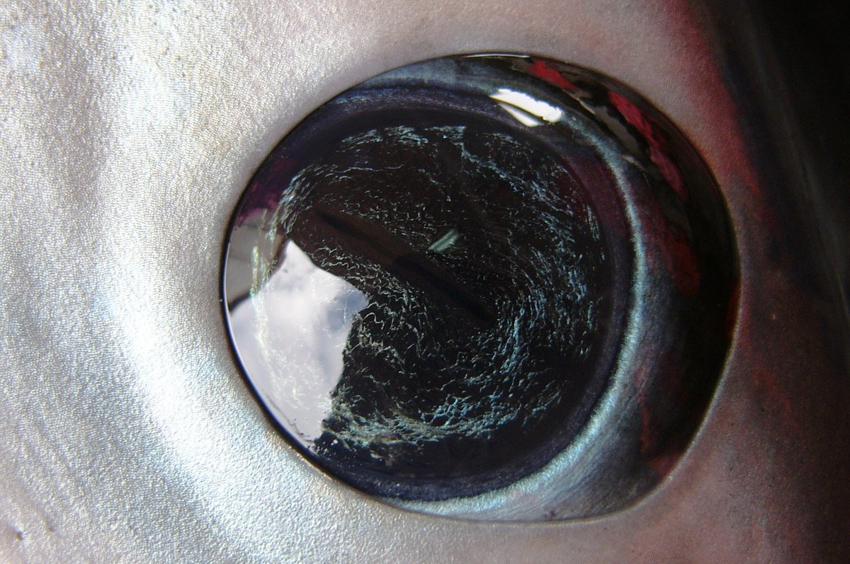 OceanicPhotos's tweet photo. Here we have a nice close-up to a shortfin mako shark eye!! (Isurus oxyrinchus)
They have truly beautiful eyes! Gotta love makos! :) 
📸: Gonzalo Mucientes
#UnderwaterPhoto #Shark #OurOcean #Time4Mako https://t.co/CKiRVkA9Vf
