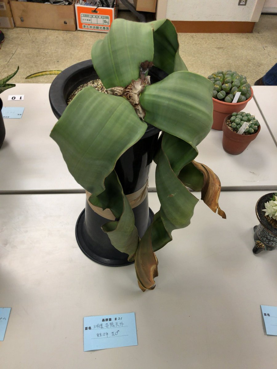 カブトガニジョン 昨日の品評会の展示品 Welwitschia Mirabilis ウェルウィッチア 奇想天外 サバクオモト 15年ものとの事 Welwitschia Mirabilis ウェルウィッチア 奇想天外 サバクオモト 国際多肉植物協会 I S I J 新年会 T Co カブトガニジョン 昨日の品評会の展示品 Welwitschia Mirabilis ウェルウィッチア 奇想天外 サバクオモト 15年ものとの事 Welwitschia Mirabilis ウェルウィッチア 奇想天外 サバクオモト 国際多肉植物協会 I S I J 新年会 T Co