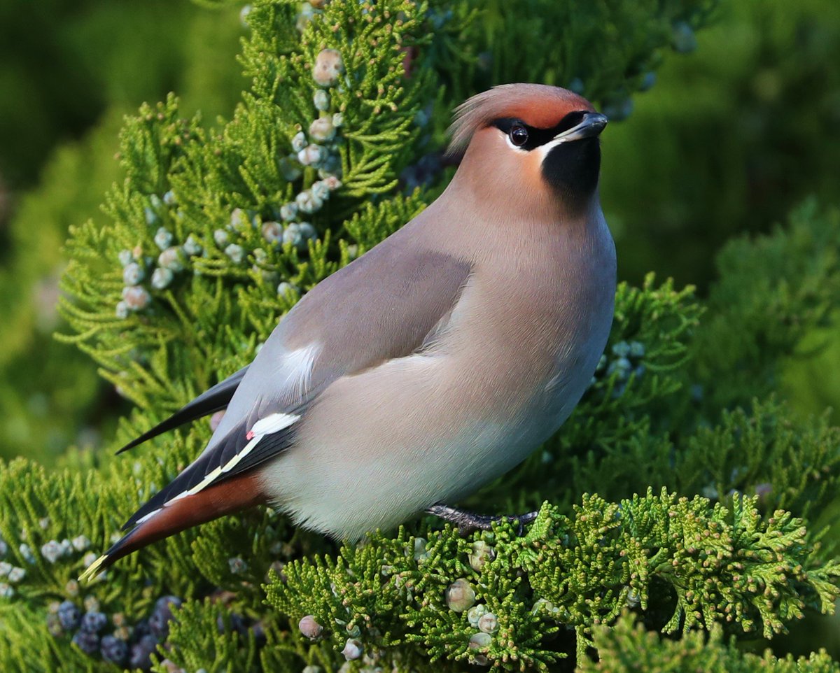 Sibe4me's tweet photo. Easington Birds...the 1st W Waxwing before it's demise...looking like a Waxwing should when it's found a favourite bush...@spurnbirdobs @bushbirdcolin @mick_turton @wathingsmecca https://t.co/UL6F4MgGoQ
