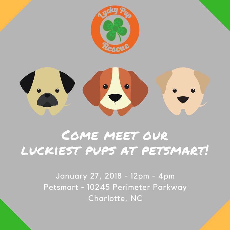 Come check us out in Charlotte on January 27! #Charlotte #AdoptDontShop #yeahTHATgreenville #queencity