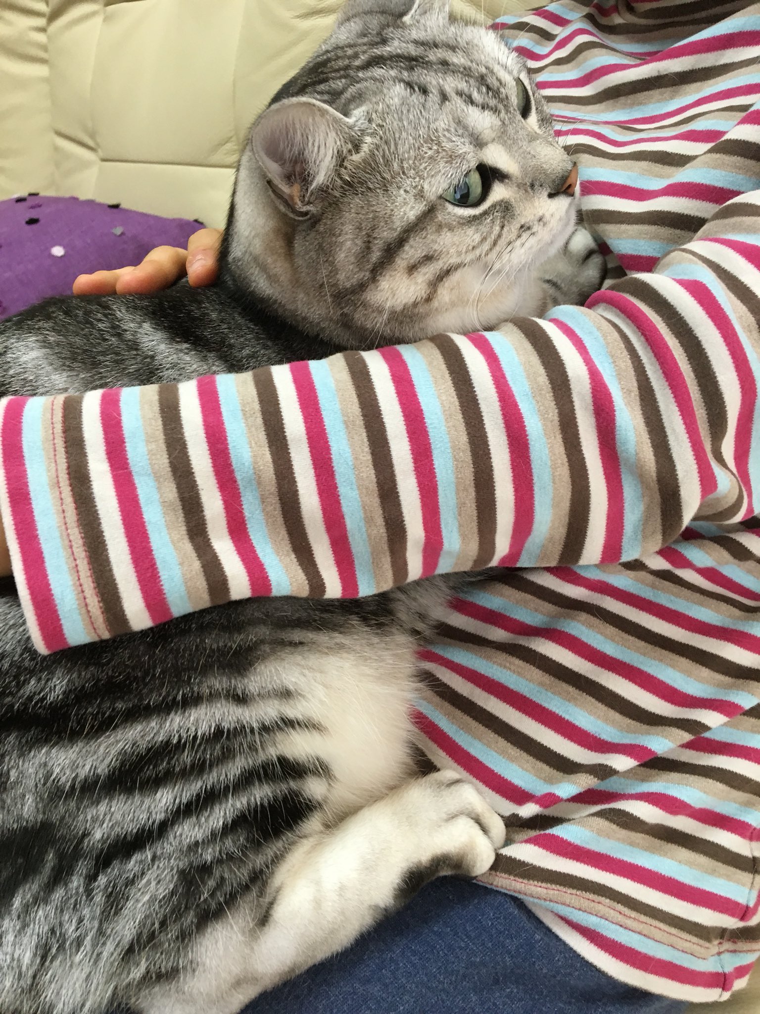 みふゆ 三冬 おうちに来た子猫も可愛かったけどね 子猫に怯えるサスケもめっちゃ可愛かったの T Co Czn1voplb1 Twitter