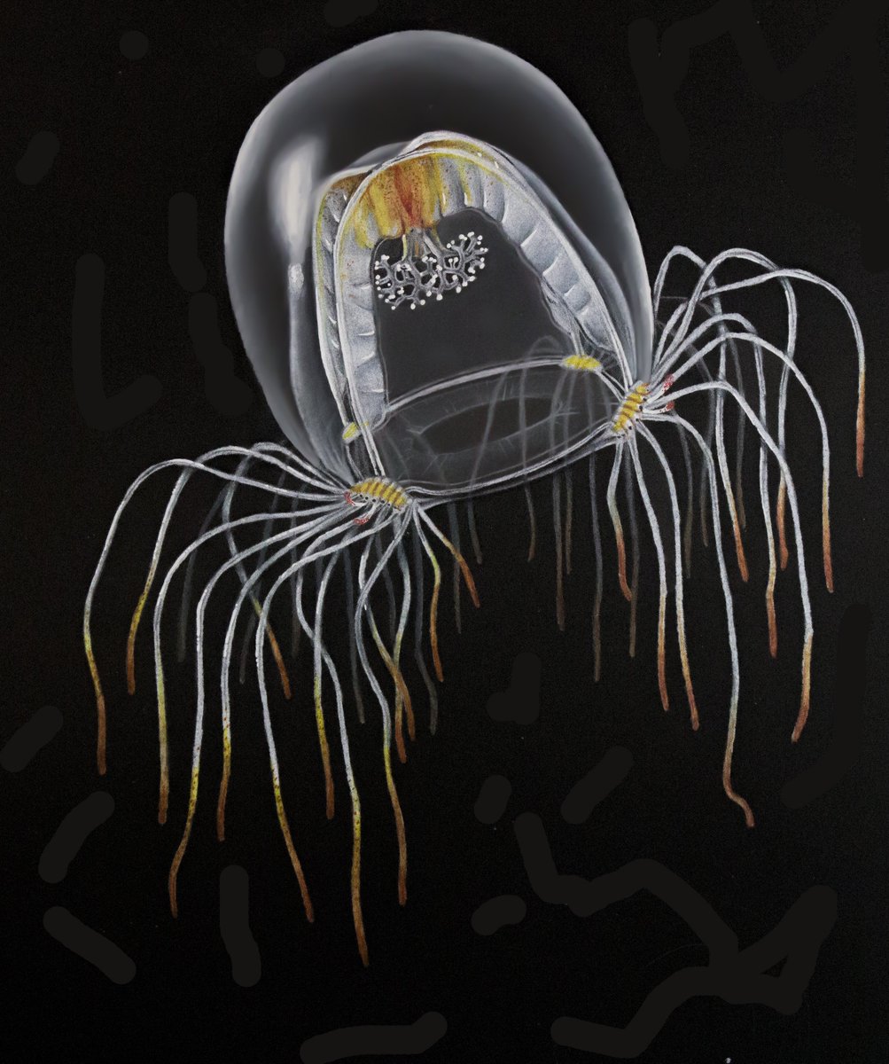 Jellyfish Drawing Color Pencil