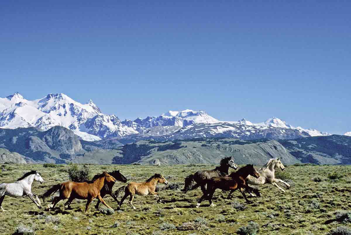 lfsur's tweet photo. #BuenDía ☕  #Patagonia🌞
Libres como las montañas y el viento..! Paz sureña💙 https://t.co/seSf3BZ9lU