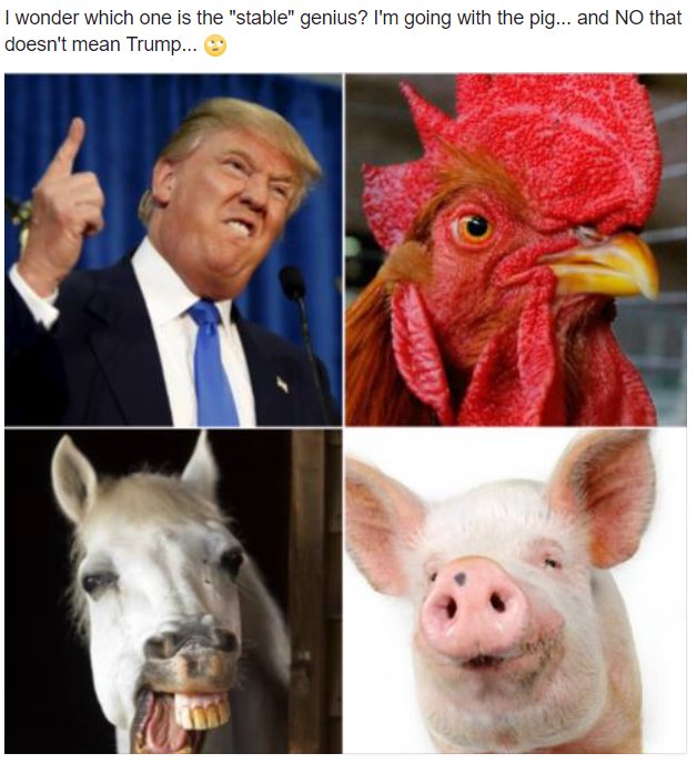 KOD413's tweet photo. Stable genius? Going with the pig... No. That doesn't mean #Trump 🙄 #TrumpIsUnfit #POTUS https://t.co/Ci0S7Mbp13