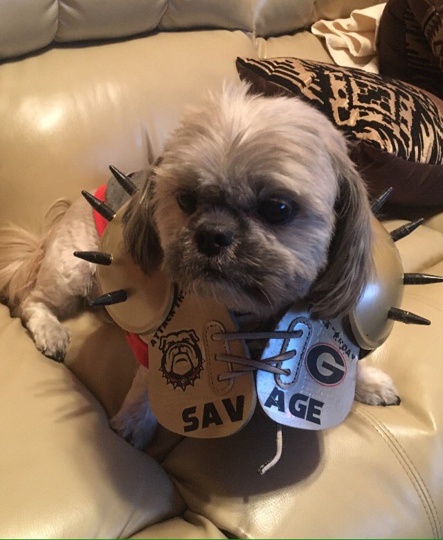 UGASPIKESQUAD's tweet image. By popular demand: MORE SAVAGE PUP #GoDawgs