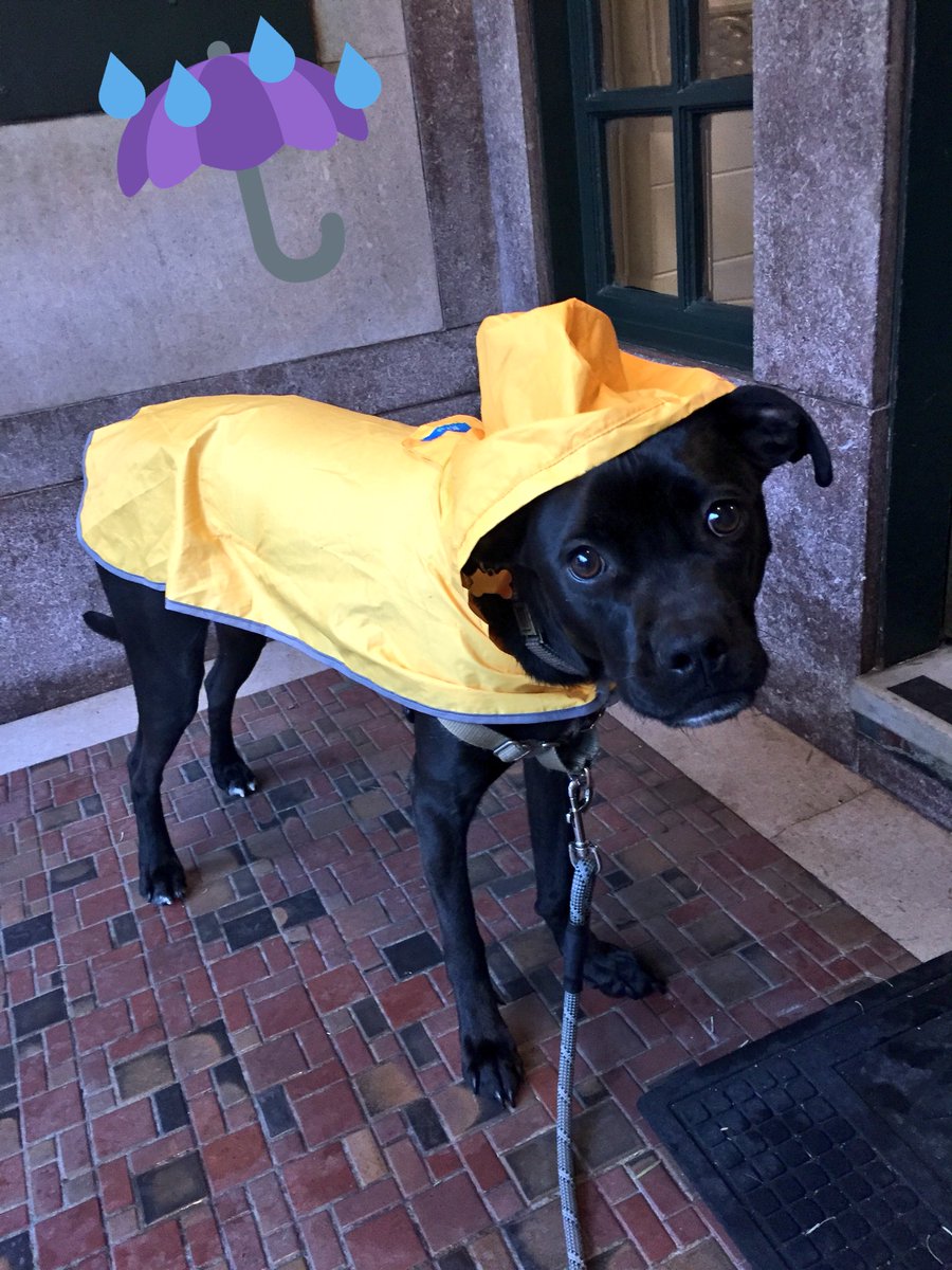 maybeitsmagic's tweet photo. oliver refused to go on his walk in the π§ today and his face in these photos is all of us #somiserable #rainysf #justno #getmeinside π« https://t.co/fr8lZ8NwkG