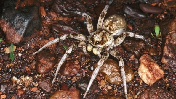 kmbc's tweet photo. Man causes $11,000 in damages trying to kill spider inside apartment https://t.co/Zbr39pJ1bI https://t.co/6q5ilBFByu