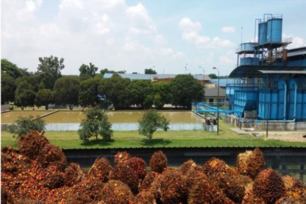 Salah satu Pabrik Kelapa Sawit (PKS) yang ada di PTPN III (Persero) berlokasi di Kawasan Ekonomi Khusus (KEK) Sei Mangkei, dengan kapasitas pabrik sebesar 75 Ton TBS/Jam. CPO dan PKO yang dihasilkan PKS ini disuplai untuk  bahan baku PT Unilever Oleochemical yg ada di KEK KISMK.