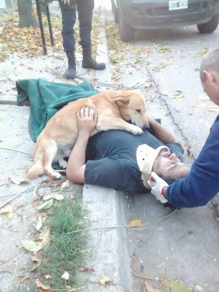 petownershub's tweet photo. Worried Dog Hugs His Injured Dad And Won't Leave His Side

Check it out - https://t.co/ffjP8TKUQI https://t.co/B7eEXqwxwd