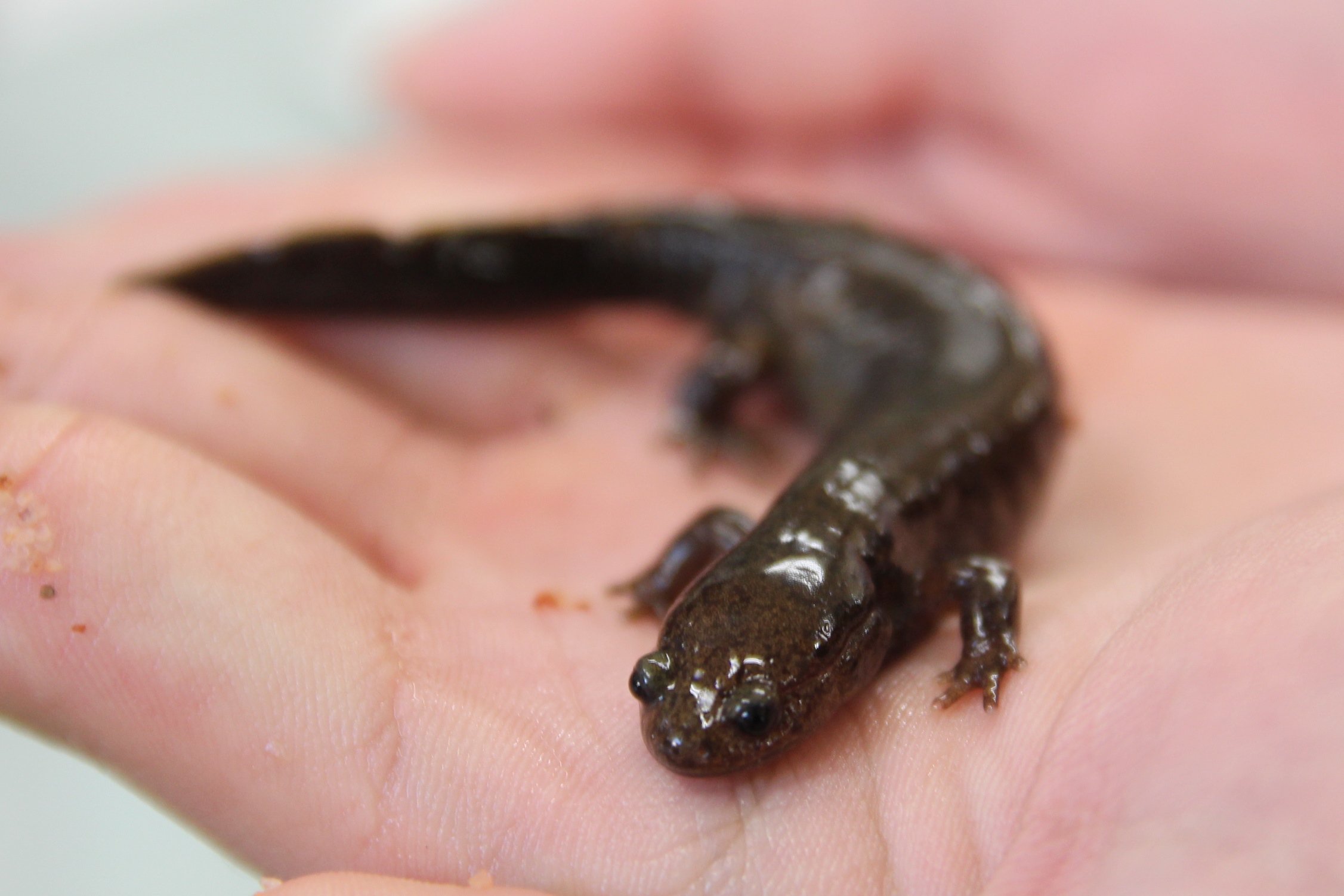 大阪府立枚方高校 生物飼育部 枚方高校生物飼育部のカスミサンショウウオの繁殖について取り上げていただいています これからも生物飼育部は様々な事に挑戦し頑張っていく予定なので 宜しくお願いします T Co Mgofs7rht9 Twitter