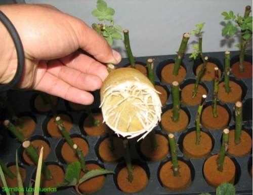 PromueveHidro's tweet photo. #SabíasQue… 

El foamy agrícola tiene la capacidad de ofrecer la cantidad de agua necesaria, una correcta aireación y una cantidad de luz adecuada para cada tipo de cultivo https://t.co/2mrLnCnm7A