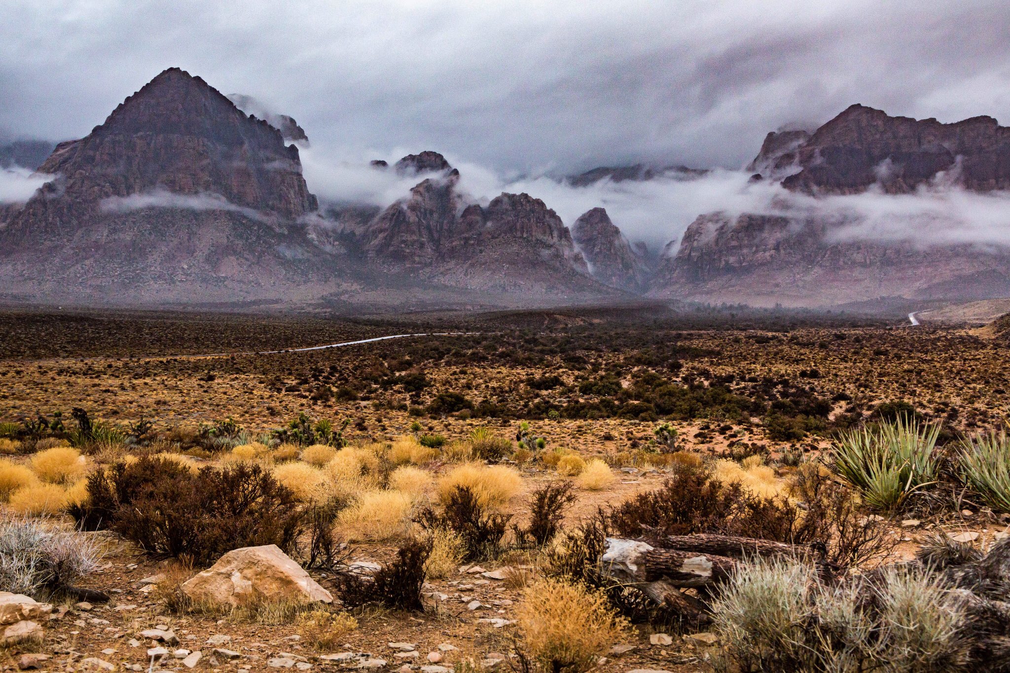 Beautiful desert