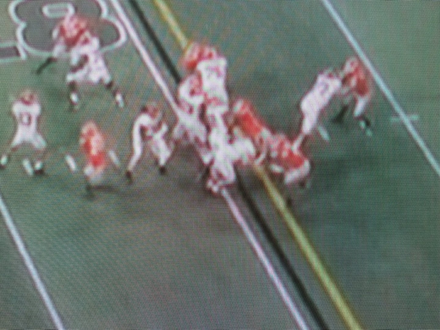 Anthony Y on Twitter "Oline blocking downfield on 1st td pass.…