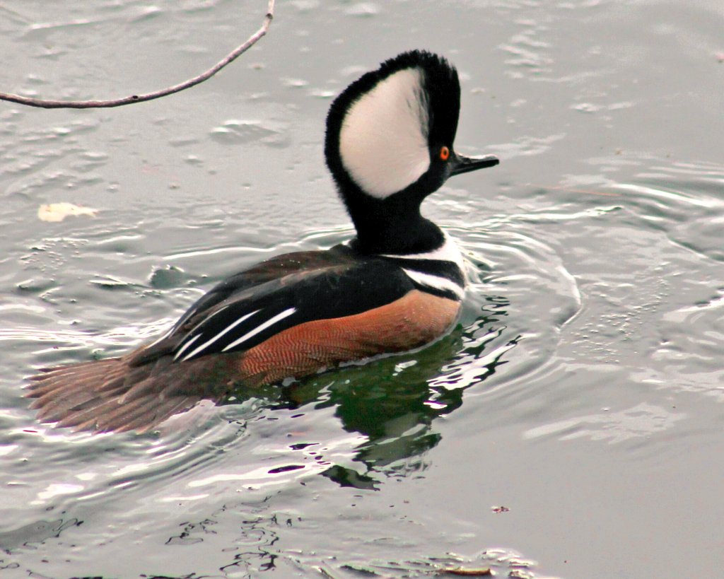 #HoodedMerganser
#Drake