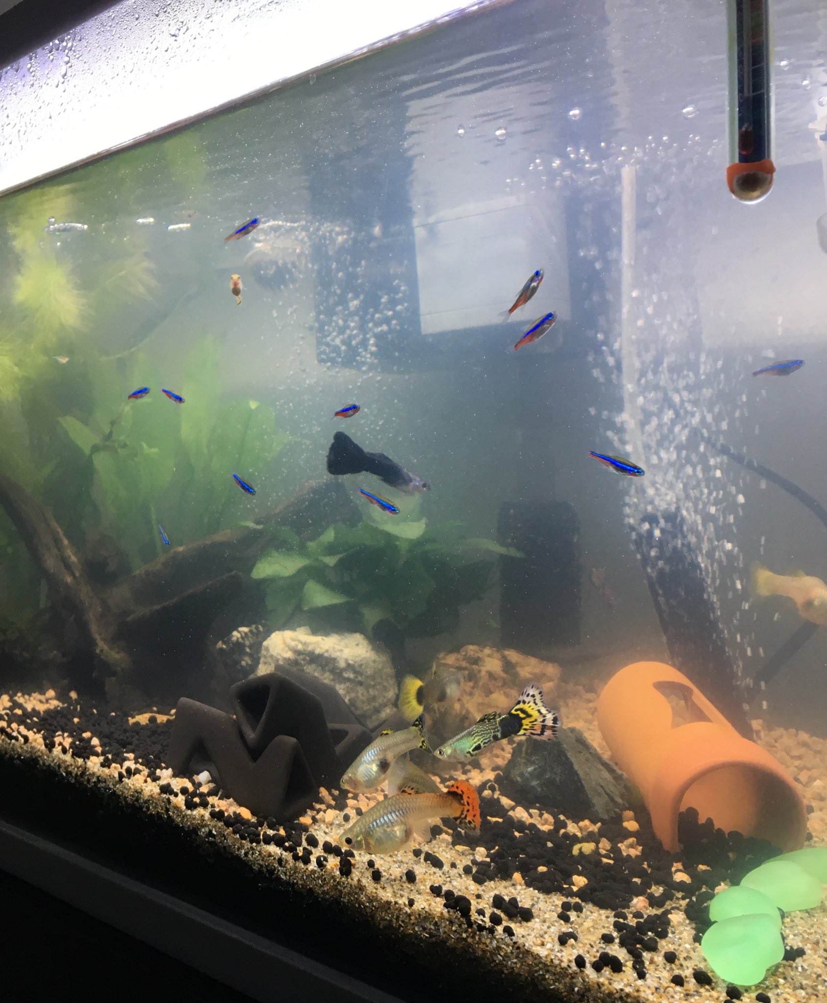 Wachiko Twitterren サイズアップした水槽 白濁りがまだまだありますがs 生体入れてます バクテリアさんが増えると良いのだけど ステルバイとグリーンネオンを追加致しましたm M アクアリウム グッピー コリドラス 白濁り T Co
