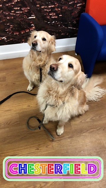 StradaEstates's tweet image. A couple of new clients for the new year looking for a property in Linacre woods or Holme hall. Gives a call if you have a property to sell as we can only keep them sweet with dog treats for so long! 01246 276276