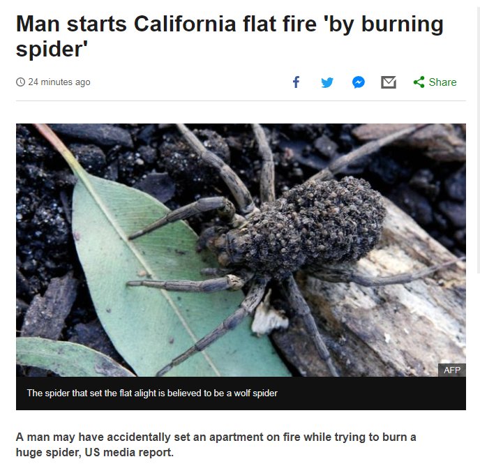 Brett_CBC's tweet photo. - Man finds huge spider in apartment.
- Man tries to burn apartment down.
- Spider helps.
- Spider maybe survives. https://t.co/wUeKRDkVQx