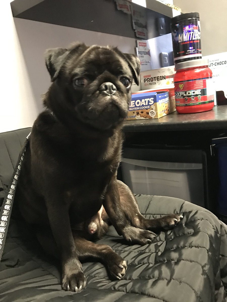 Pug hero pdiddy in the chair... he’s in! You?!   Keepitcorpus.com               New place/ more results 🕺🏽