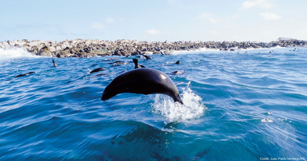 FaunaFloraInt's tweet image. Great news for our seas! Today the UK #microbeads ban comes into effect – a huge victory for everyone who has fought long and hard to stop these #plastics reaching our seas. bit.ly/microbeads-ban