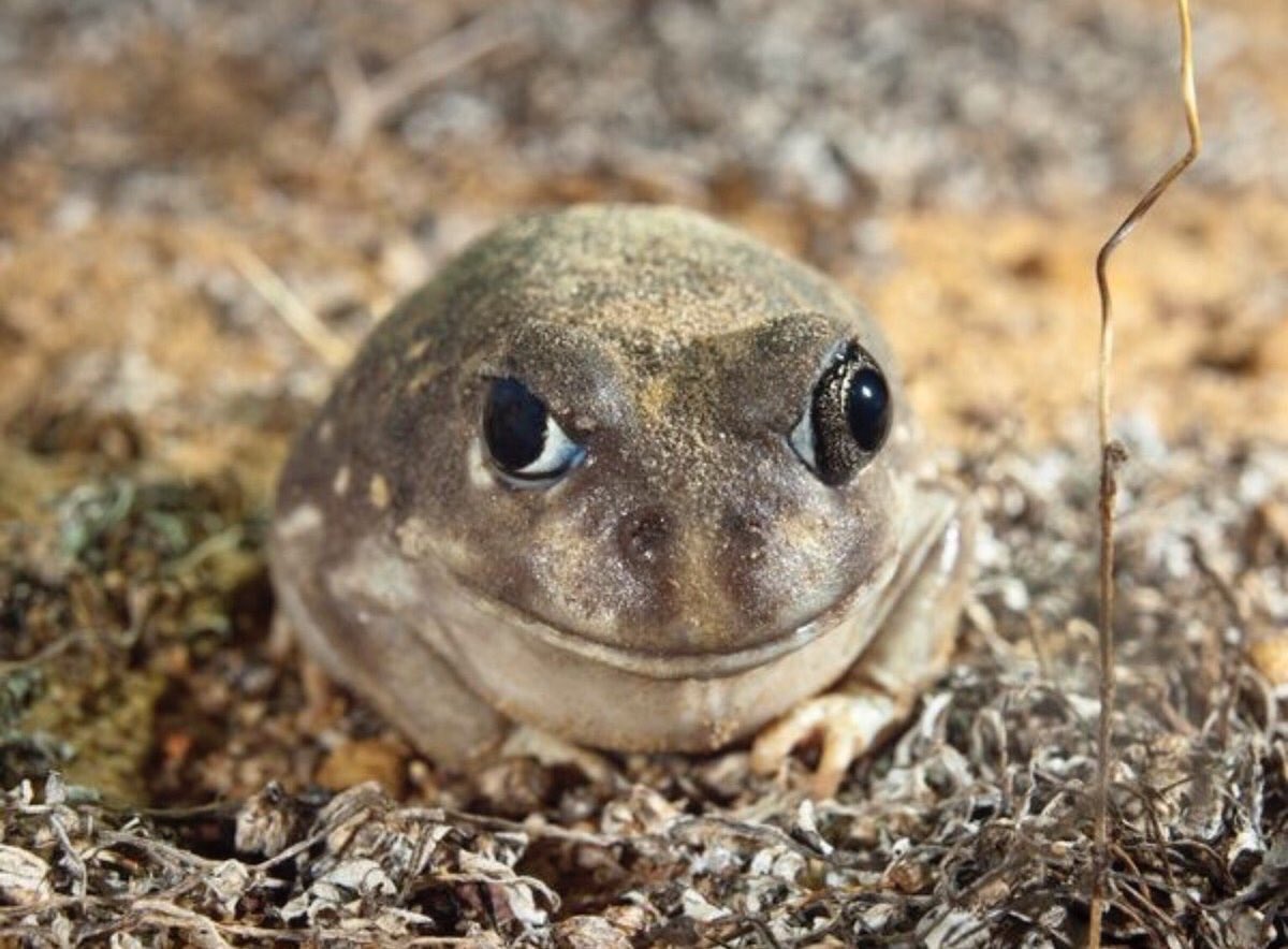 BushHeritageAus's tweet photo. Can you think of a caption? Spotted Burrowing Frog - Eurardy Reserve, Western Australia 🐸 
📷 by Geoff Spanner https://t.co/pyvlfOz5Oq
#WildOz #roundfrog 🐸 https://t.co/2GC3I8nsKb
