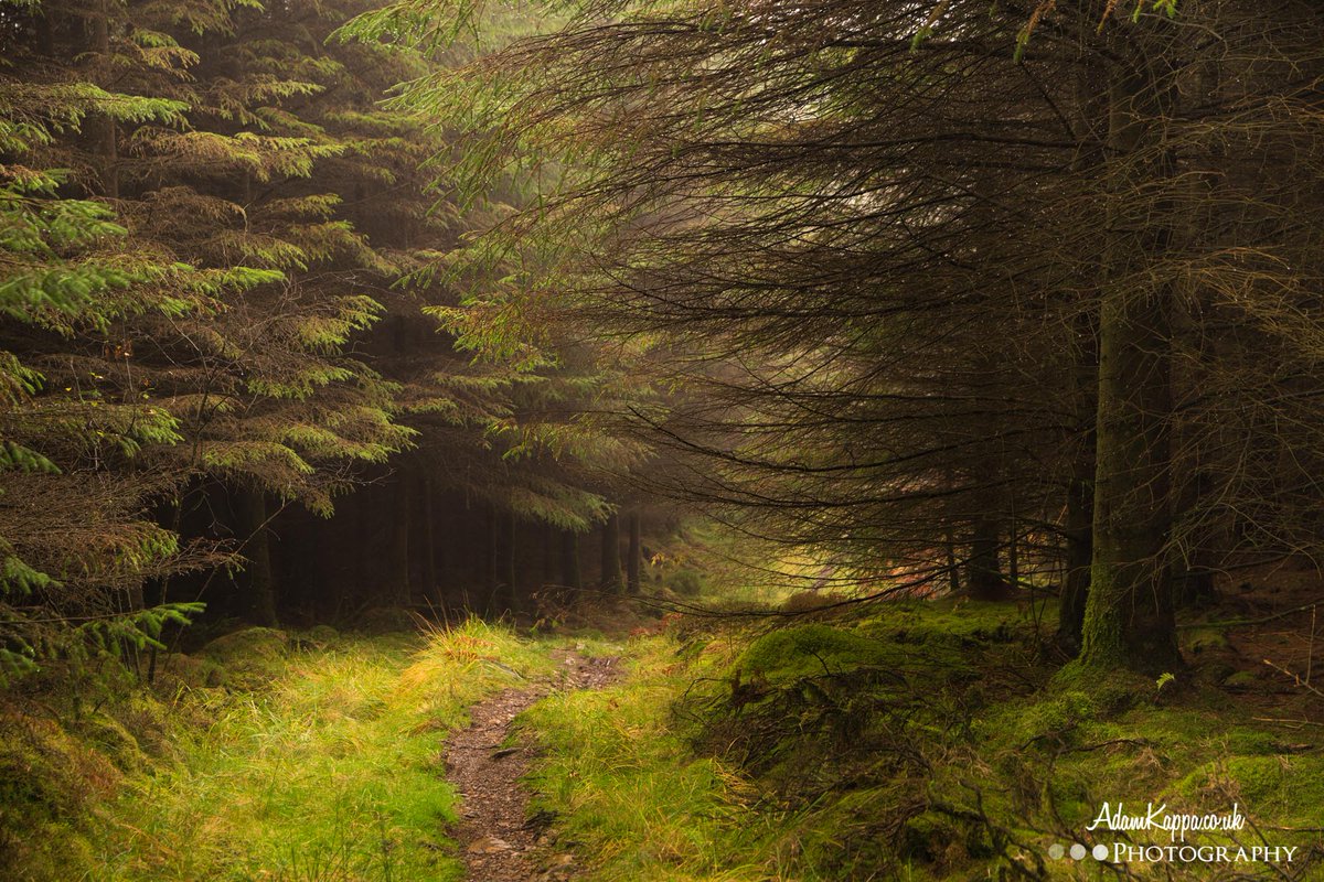 "Sentinels" Forest Scene Scotland Landscape Photography Landscape photography, S