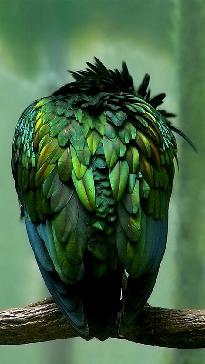 The Birdcage🪿 tweet media