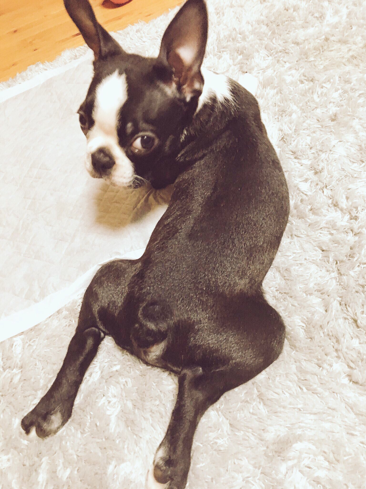 ボストンテリアのびぎーくん 生後11ヶ月 Wanwanlif Twitter