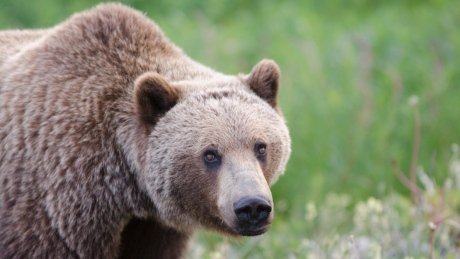 CBCEdmonton's tweet photo. Bears and roads don't mix, say U of A grizzly researchers  https://t.co/86levQUHvH https://t.co/fESeLvkgEv