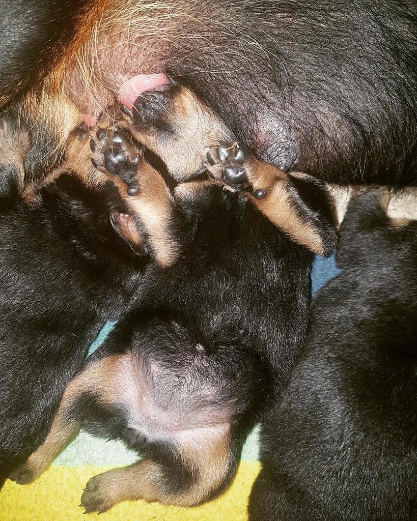 hausedersterne's tweet photo. When you are born with a heart on your tummy <3 #hausedersternerottweilers #hausedersterne #rottweilerfan #rottypup #rottweiler #rottweilerpuppy #rott #rottie #rottiepup #rotties #rottiepuppy #fatty #rottweilerofinstagram #rottweilerdog #rottypuppy #rotโฆ https://t.co/IU57wI8yyj https://t.co/4lfY76CNou