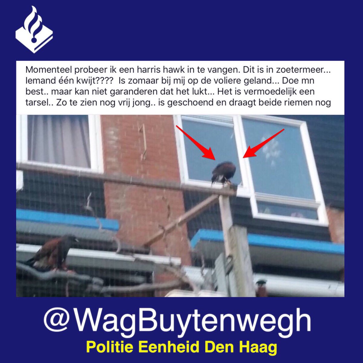 WA_Buytenwegh's tweet photo. Van wie is deze losvliegende #Woestijnbuizerd (Harris’s Hawk)?!
Vliegt rond in onze wijk. https://t.co/e7OwbSaMto