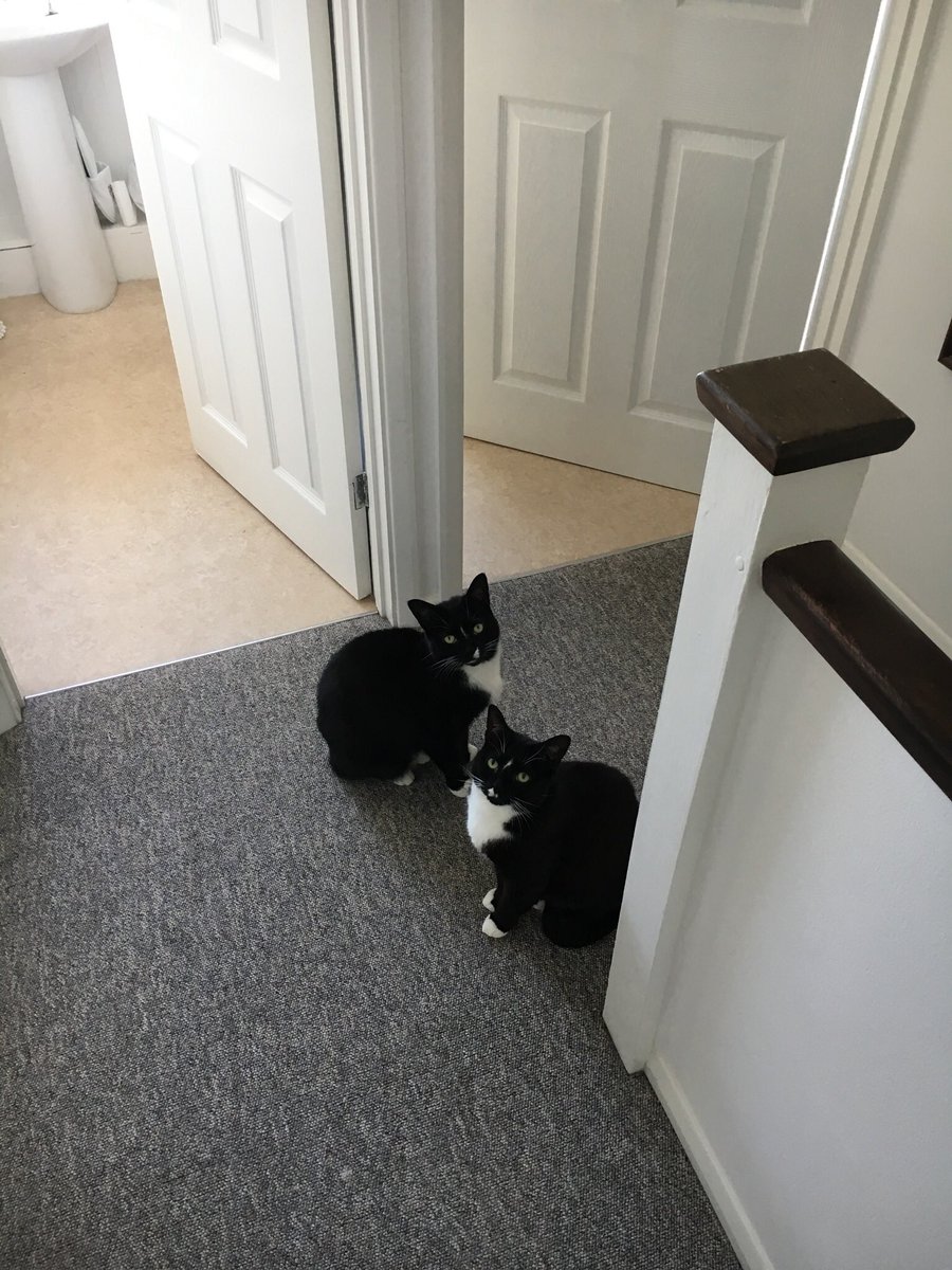 Snoochie_Booch's tweet photo. Tuna, yeah? #tunatuesday https://t.co/rgLc0dv1ks