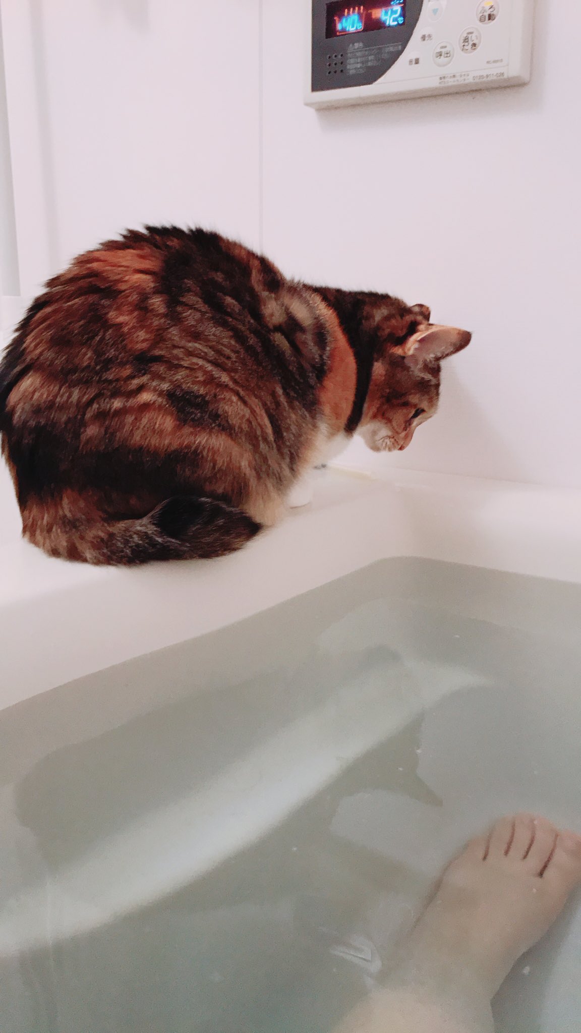 تويتر 山本さほ على تويتر 私が仕事してる時は椅子の背もたれにずっと座っているうちの猫ですが 寝る時やお風呂 に入る時 更にトイレにまでついてくるストーカー体質です T Co N9nlviexvn