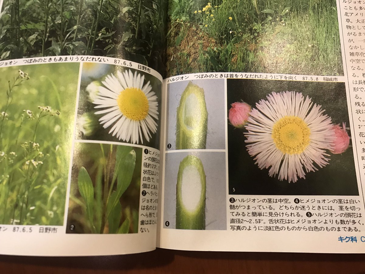 山下智道 Pa Twitter オススメの図鑑は何ですか って最近よく聞かれるのですが僕は山渓ハンディ図鑑シリーズの 野に咲く花 をオススメ 致します 小学生の頃 父親の書籍から抜き出しこれを愛読しておりました この本の良いところは持ち運びやすさや植物体の部分 山下智道 Pa Twitter オススメの図鑑は何ですか って最近よく聞かれるのですが僕は山渓ハンディ図鑑シリーズの 野に咲く花 をオススメ 致します 小学生の頃 父親の書籍から抜き出しこれを愛読しておりました この本の良いところは持ち運びやすさや植物体の部分