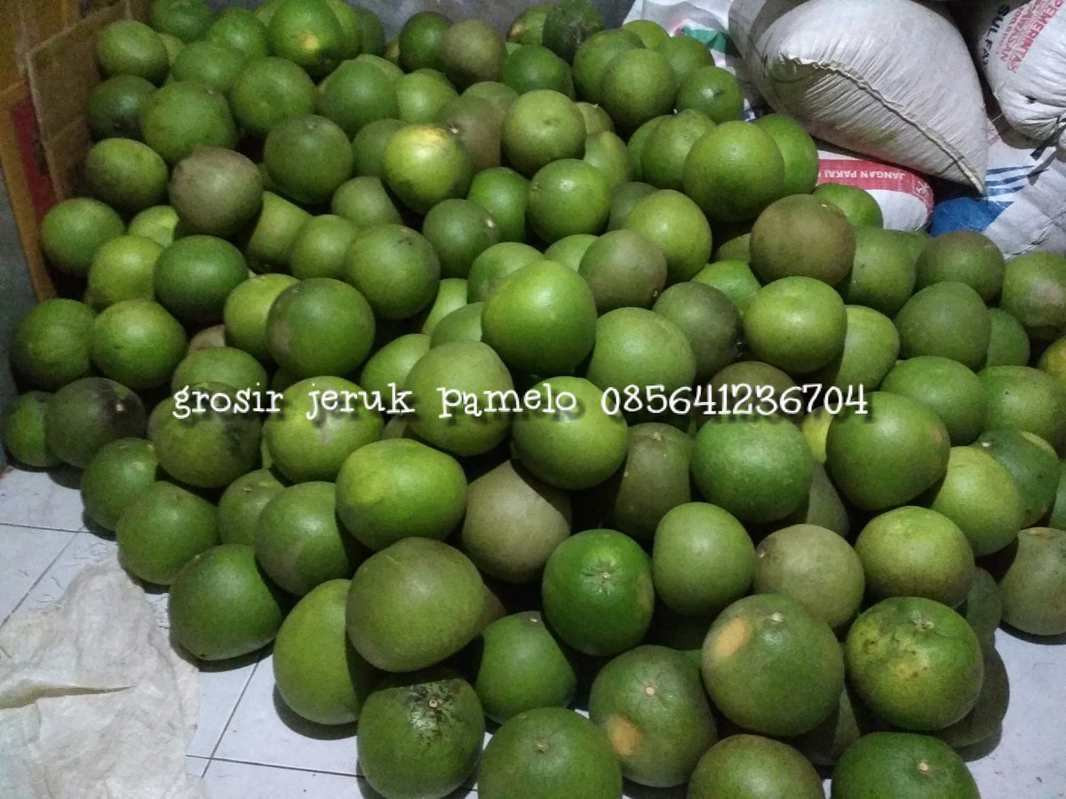 jeruk_pamelo's tweet photo. jeruk pamelo madu belum banyak yang membudidayakan sekala besar, jadi harga selalu stabil setiap tahun.
#jerukpamelo #jeruk #pamelo #pamelomadu #jerukbalimadu #jerukbali #buah #grosirbuah https://t.co/btmB4Kso1i