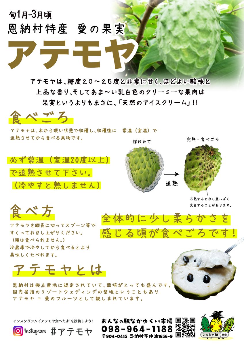 アテモヤ接木苗木(特大) 鳳梨釋迦　森のアイスクリーム