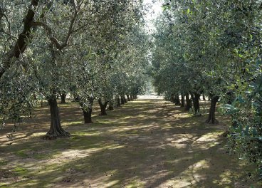COITAND's tweet photo. La clave para el control de la #Xylella está en la gestión de las malas hierbas vía @RevistaOlimerca https://t.co/PojjYAXCGk https://t.co/M3kp328V93