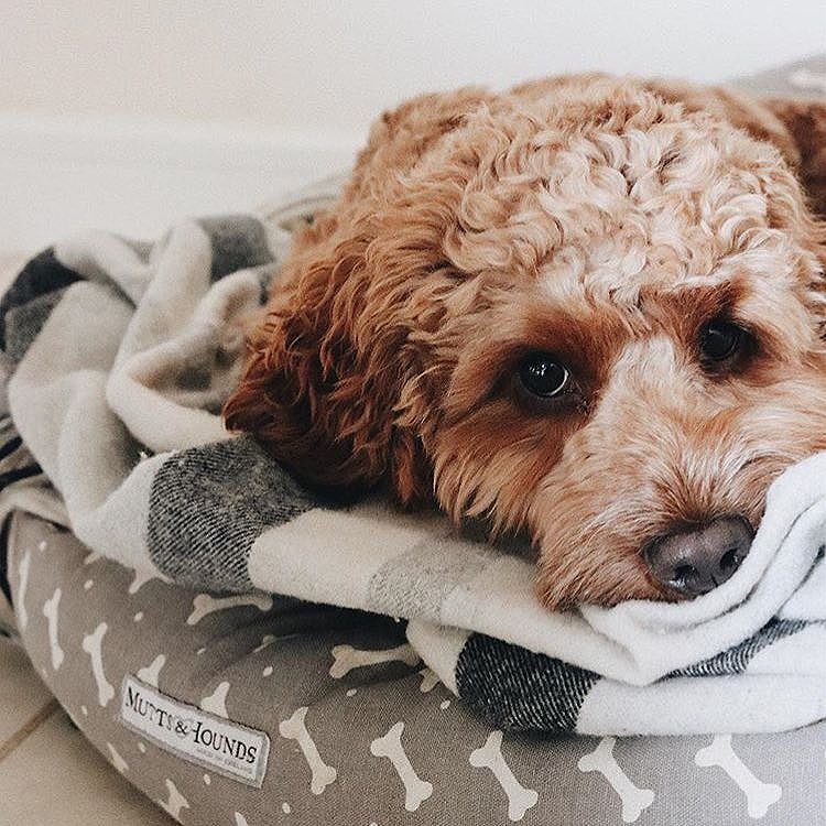 MuttsAndHounds's tweet photo. Anyone else wishing to be snuggled up in bed still on this grey morning? Thank you for the beautiful photograph, @mrsajfoster! #muttsandhounds #dogbed #luxurydogbed #snuggles #morning #madeinengland #printedlinen #dogstagram #dogsofig https://t.co/JENXYmJhjc