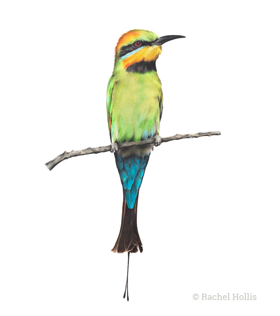Beeeater Hashtag On Twitter